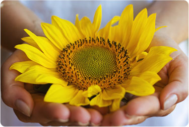 photo-sunflower.jpg